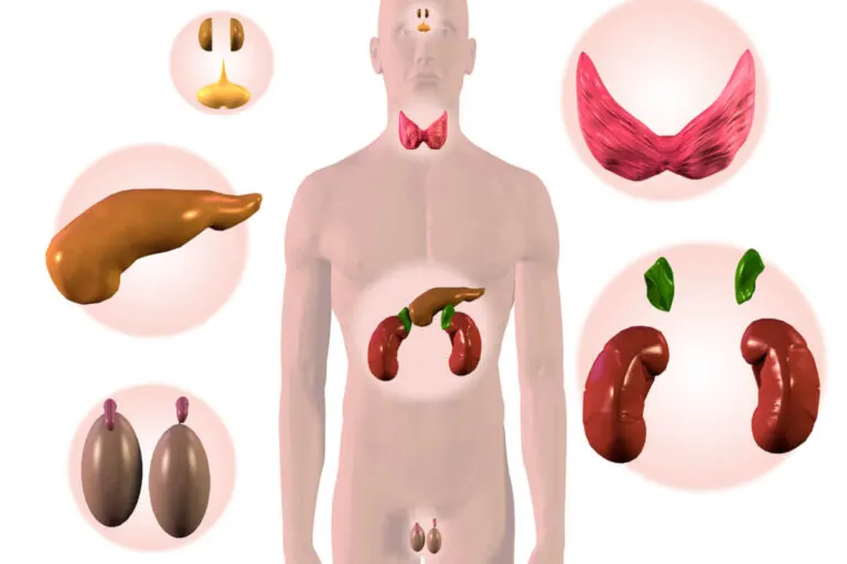 Glándulas endocrinas del cuerpo y sus funciones