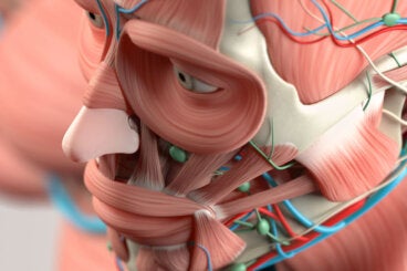 ¿Cuáles son los músculos de la cara?