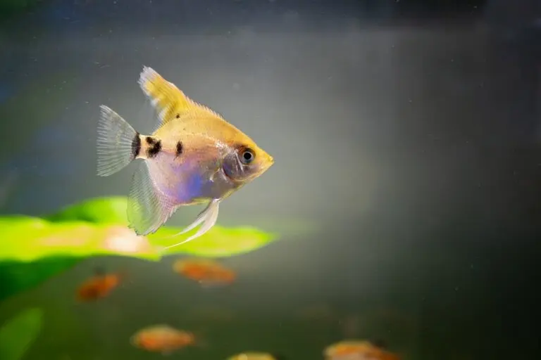 Agua turbia en el acuario: ¿cómo limpiarla?