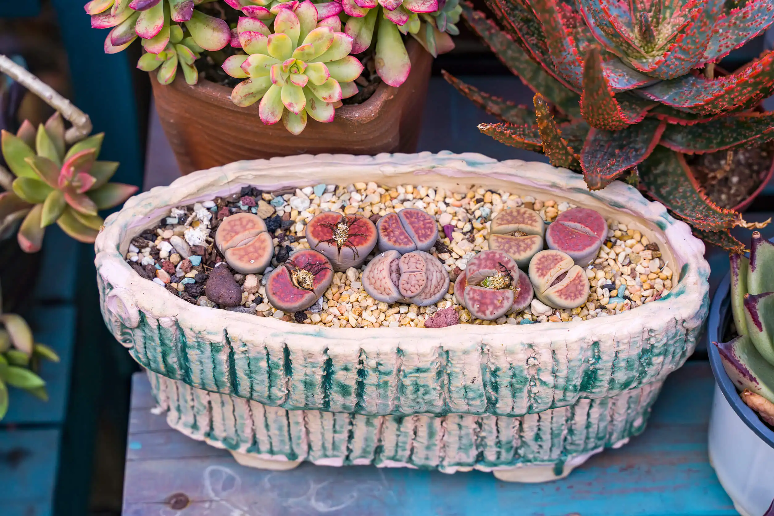 Piedras vivas o lithops como especies para un jardín de suculentas.