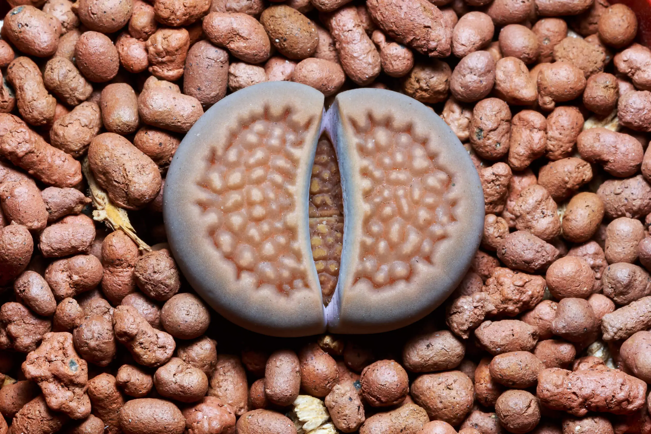 Piedras vivas o Lithops: características y cuidados