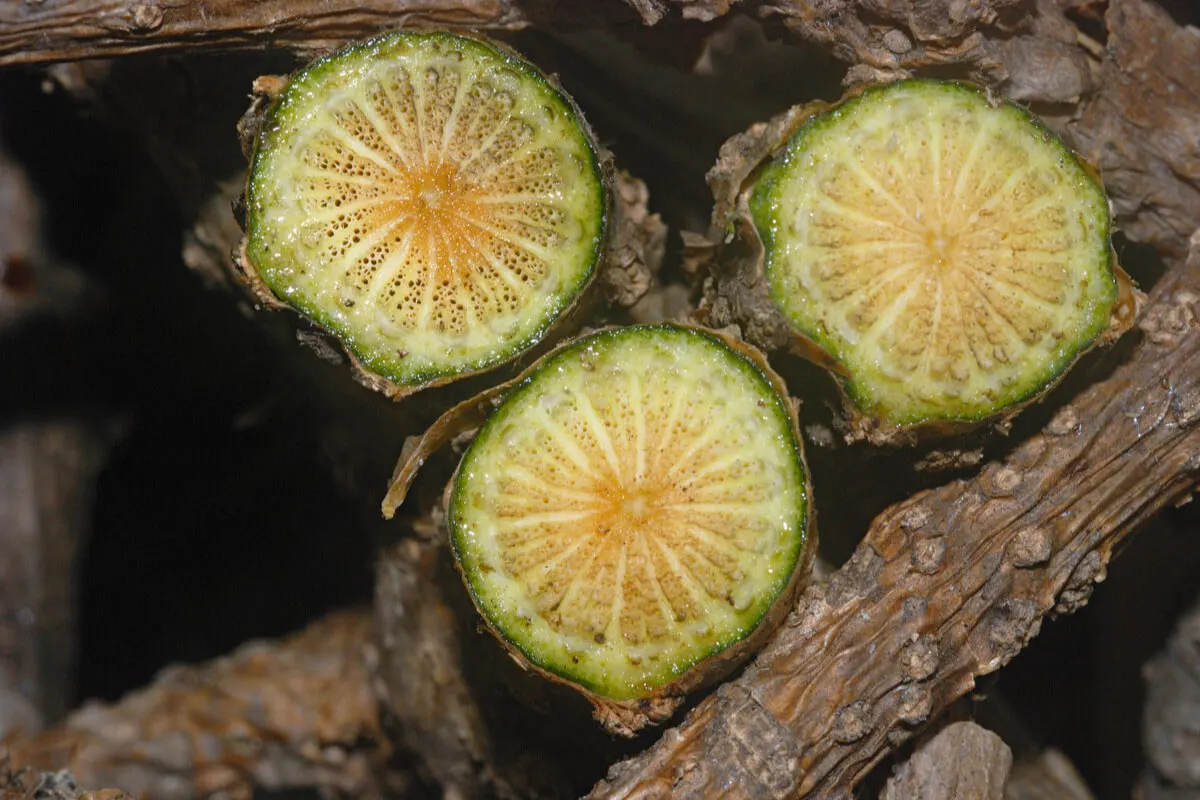 Planta del guduchi.
