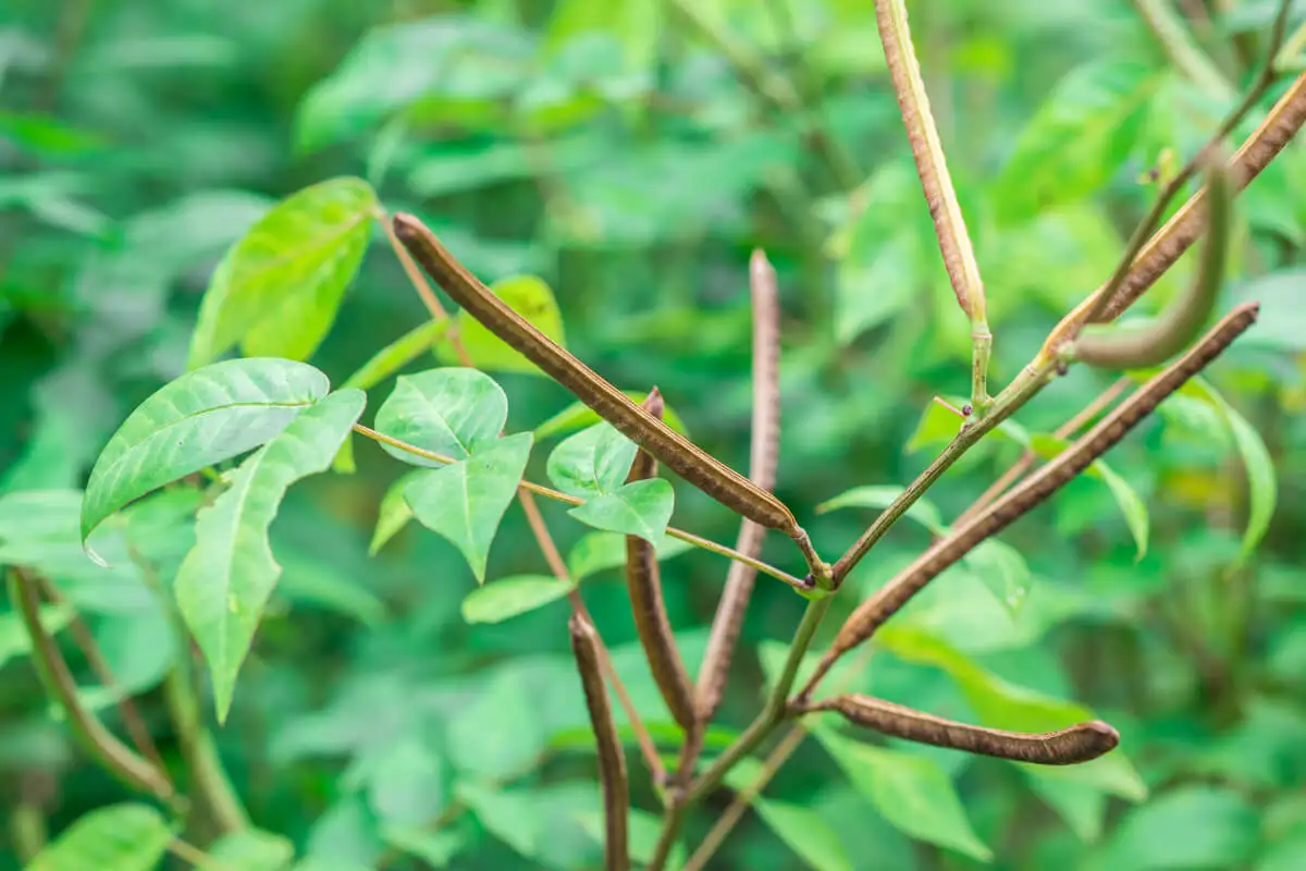 Sementes de Senna occidentalis