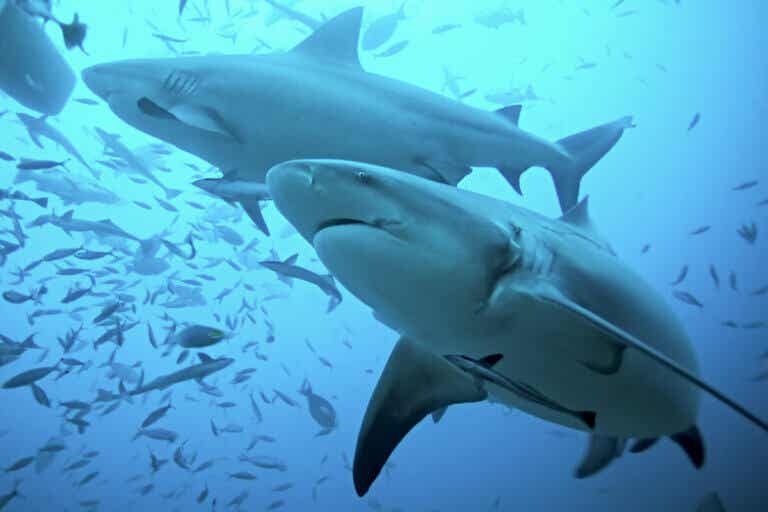Cartílago de tiburón: usos y evidencia
