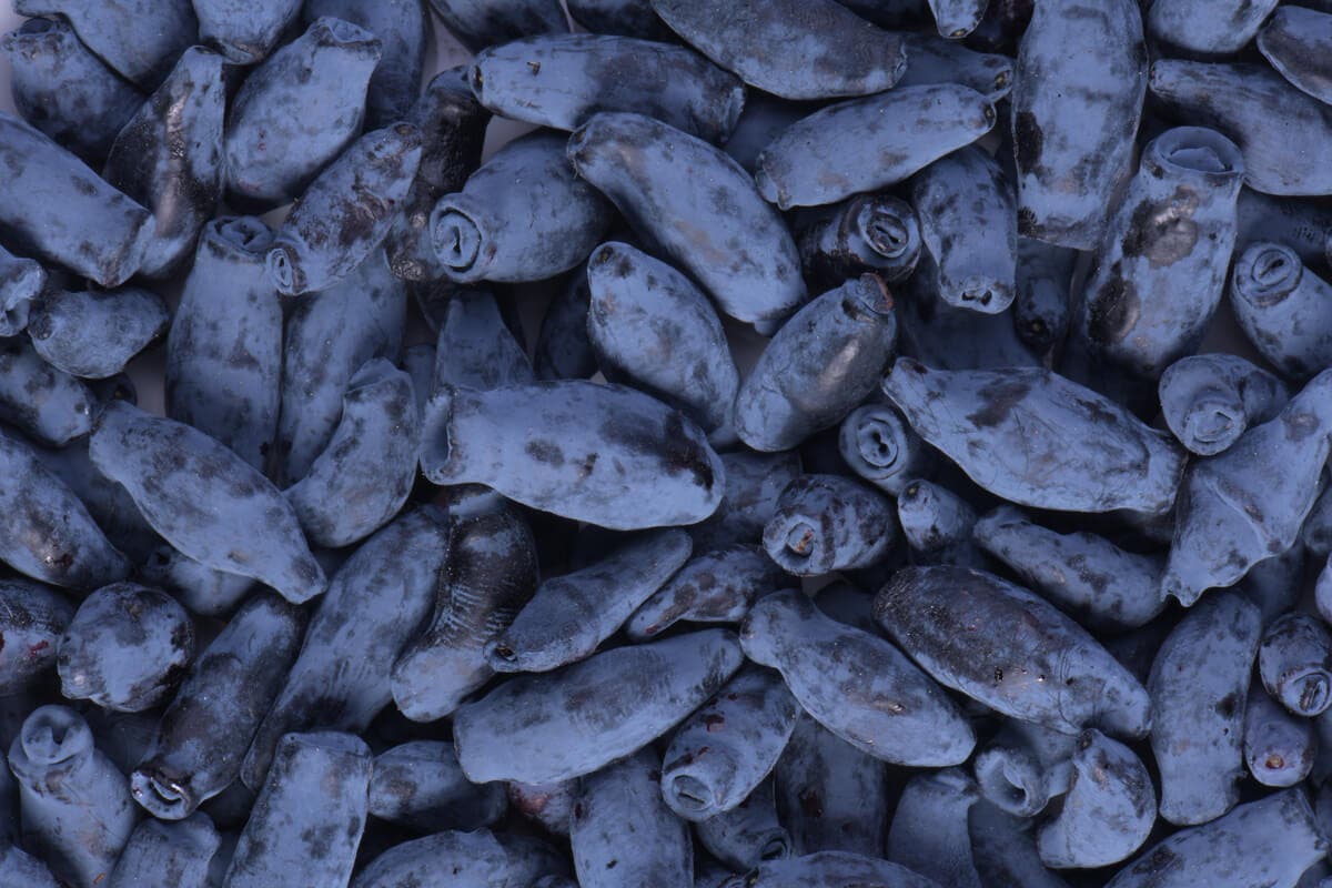 Bayas de madreselva azul.