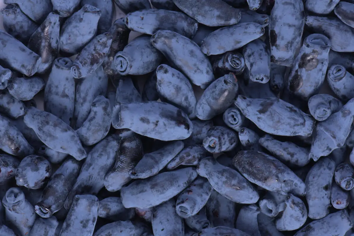 Bayas de madreselva azul.