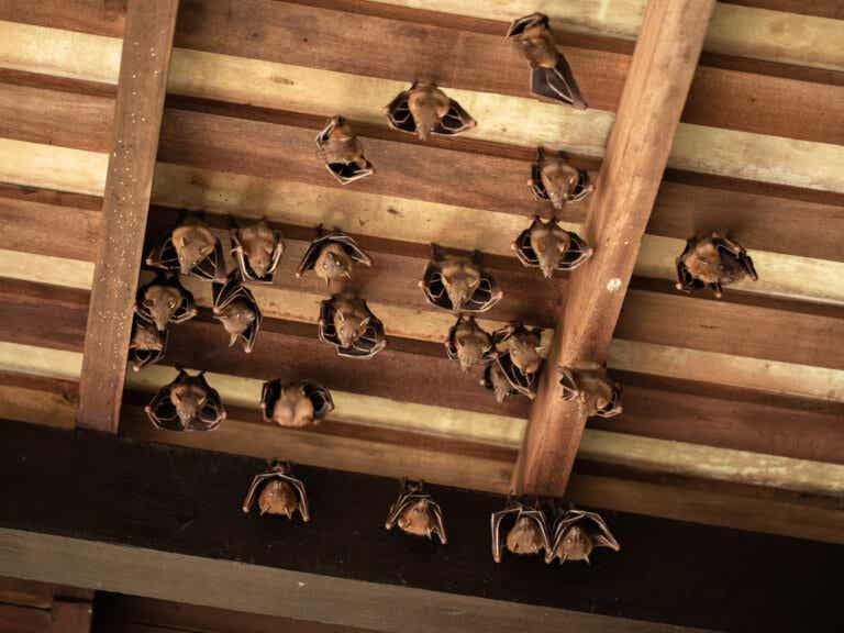 4 consejos para ahuyentar los murciélagos de la casa