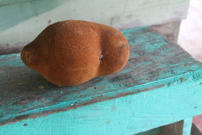 Copoazú: ¿qué es y cuáles son sus beneficios?