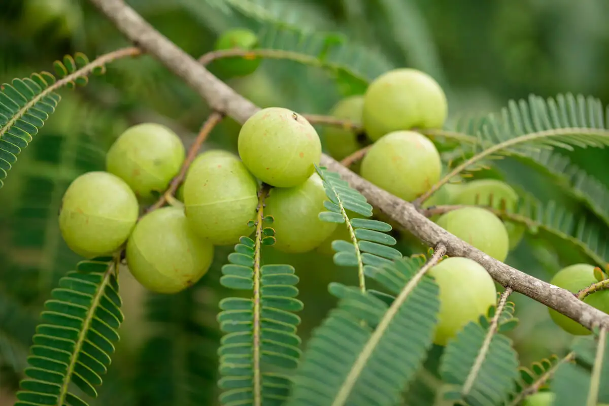 Amla o amalaki.