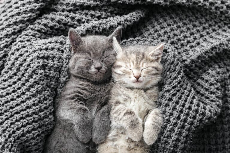 ¿Qué significa soñar con gatos?