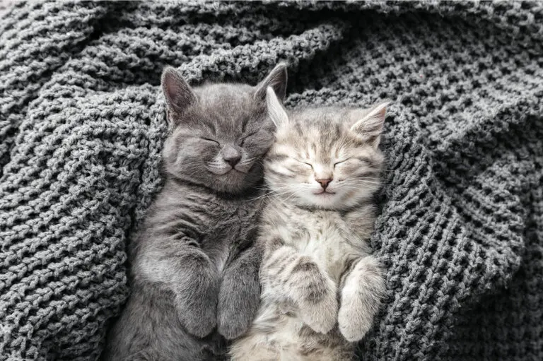 ¿Qué significa soñar con gatos?