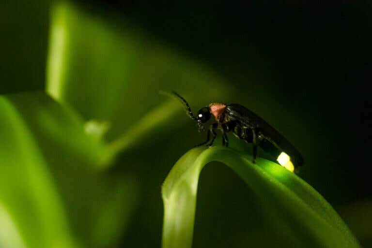 8 consejos para atraer luciérnagas al jardín