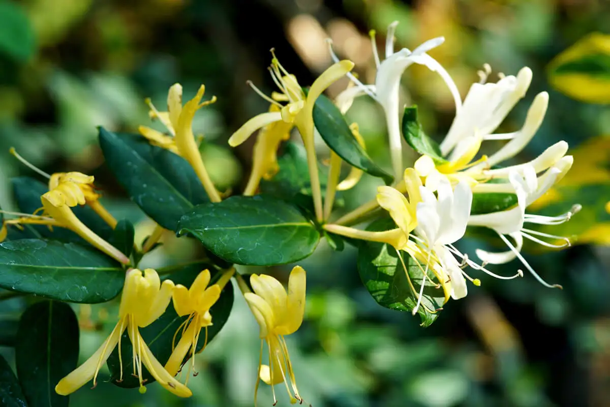 Madreselva con flores que perfuman el jardín de noche