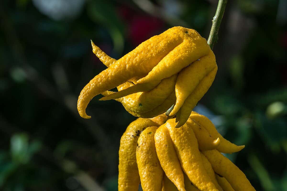 Ręka buddy - lista najbardziej egzotycznych owoców
