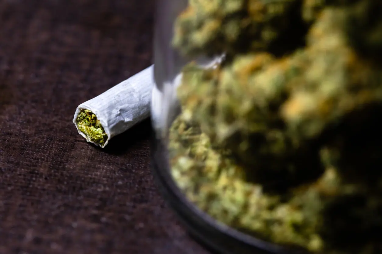 Cannabis recreativa.