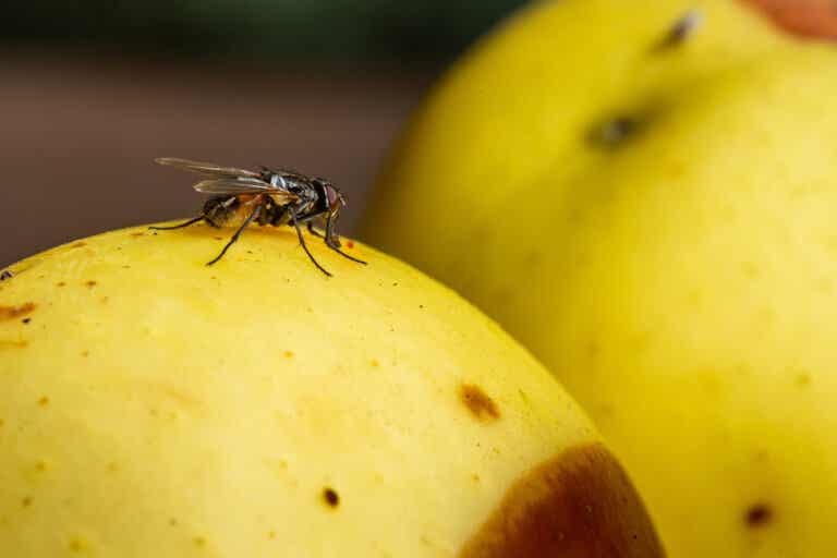 7 consejos para eliminar las moscas de la fruta
