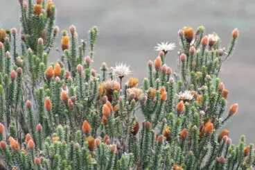 ¿Qué es y para qué sirve la muña?