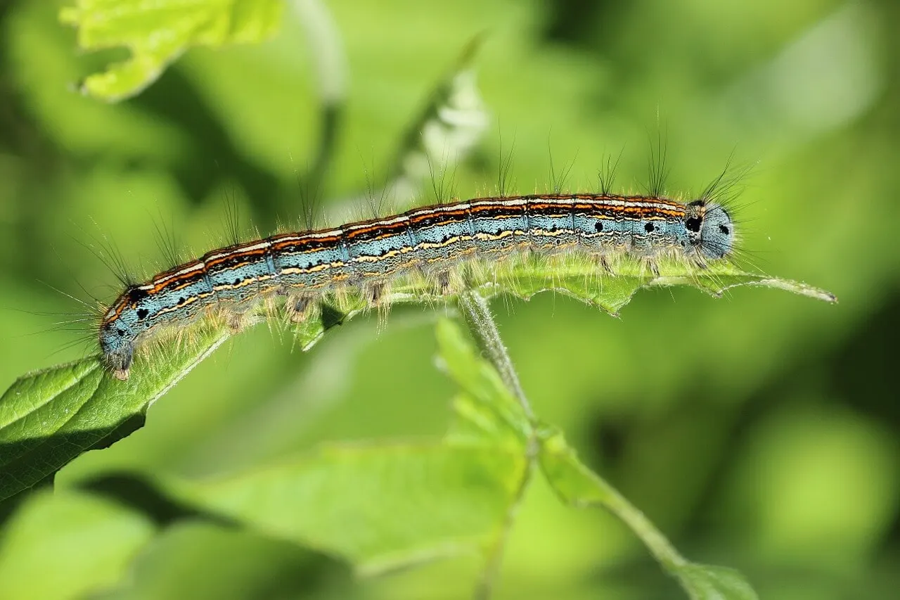 Caterpillar em uma planta.