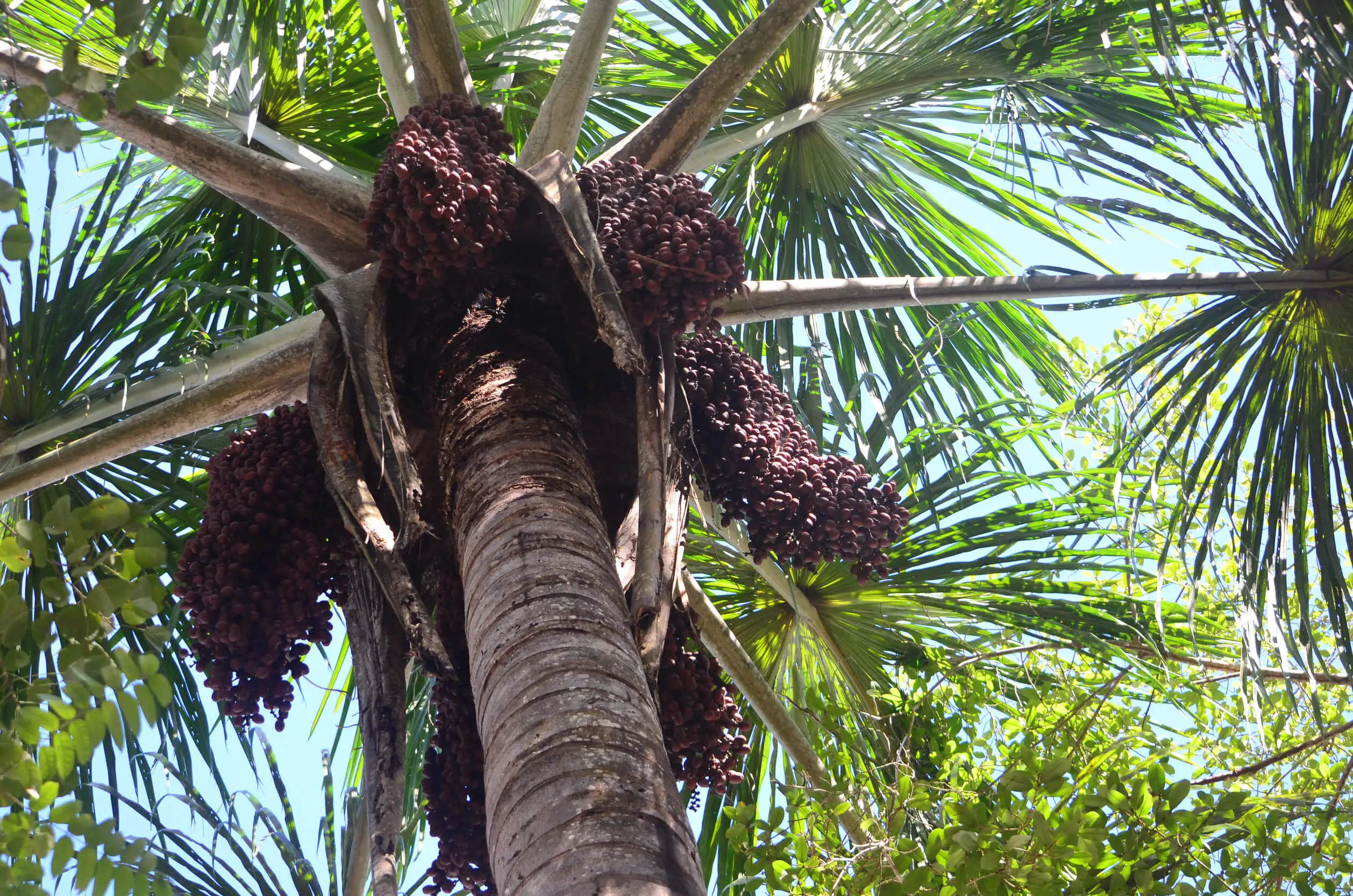 Aguaje, un fruto amazónico
