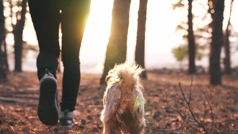 ¿Qué significa soñar con perros?