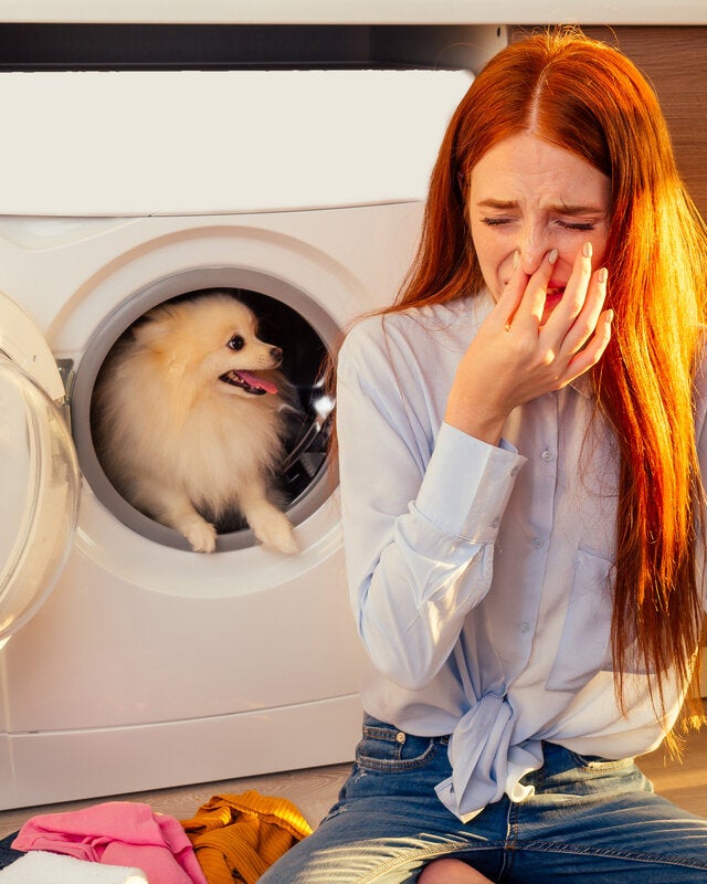 4 formas eliminar olor a perro de la casa - Mejor con