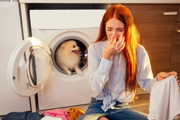 4 formas de eliminar el olor a perro de la casa