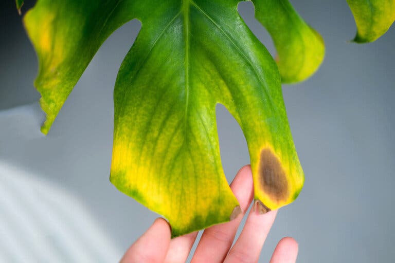 13 plagas comunes en plantas de interior y cómo eliminarlas