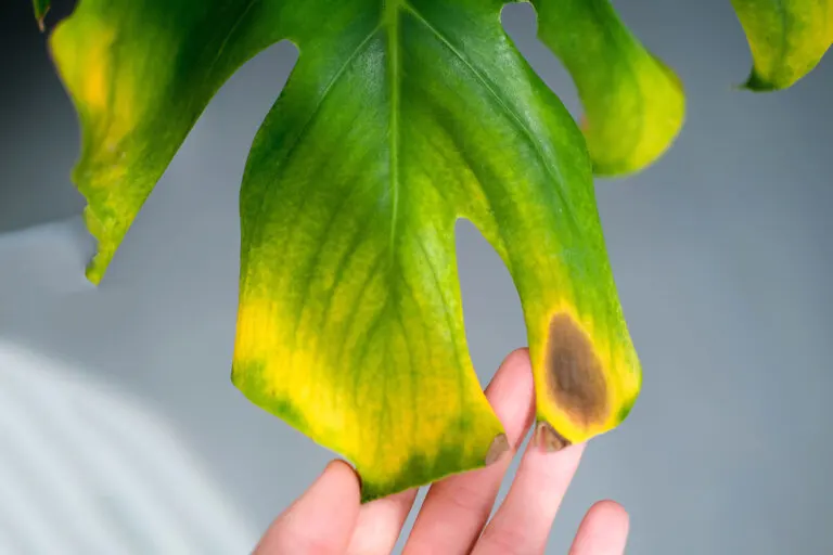 13 plagas comunes en plantas de interior y cómo eliminarlas