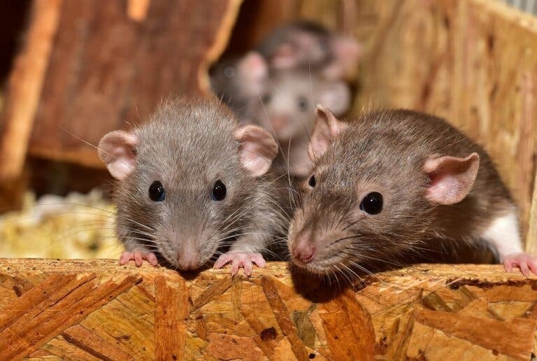 ¿Qué significa soñar con ratas?