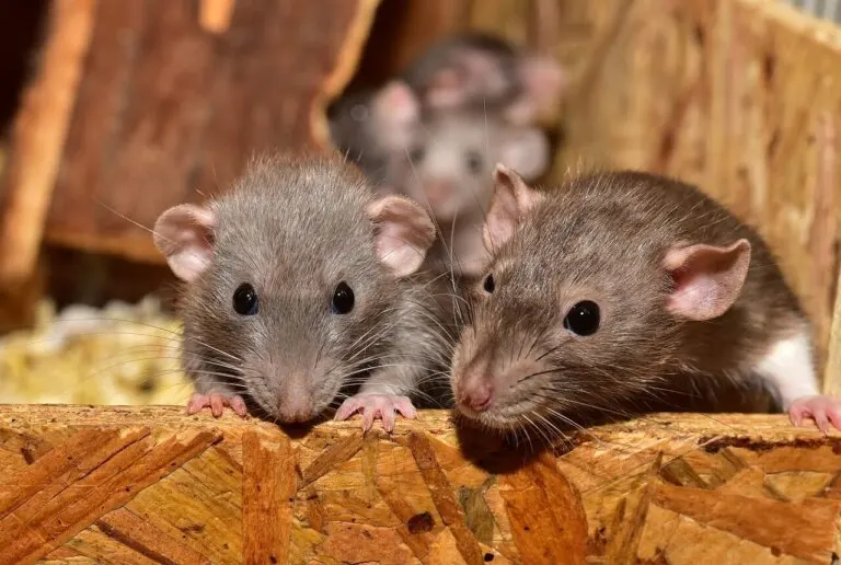 ¿Qué significa soñar con ratas?