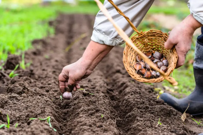 9 verduras para sembrar en octubre