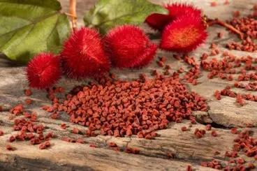 Achiote: origen, características y usos
