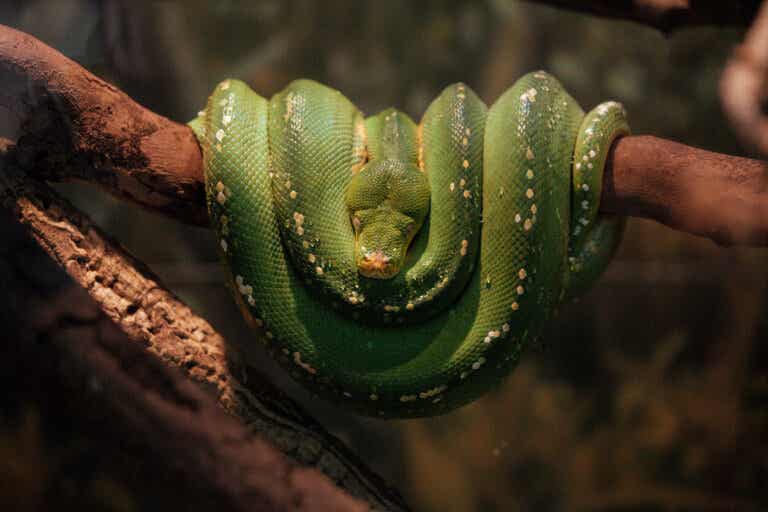What does dreaming with snakes mean?