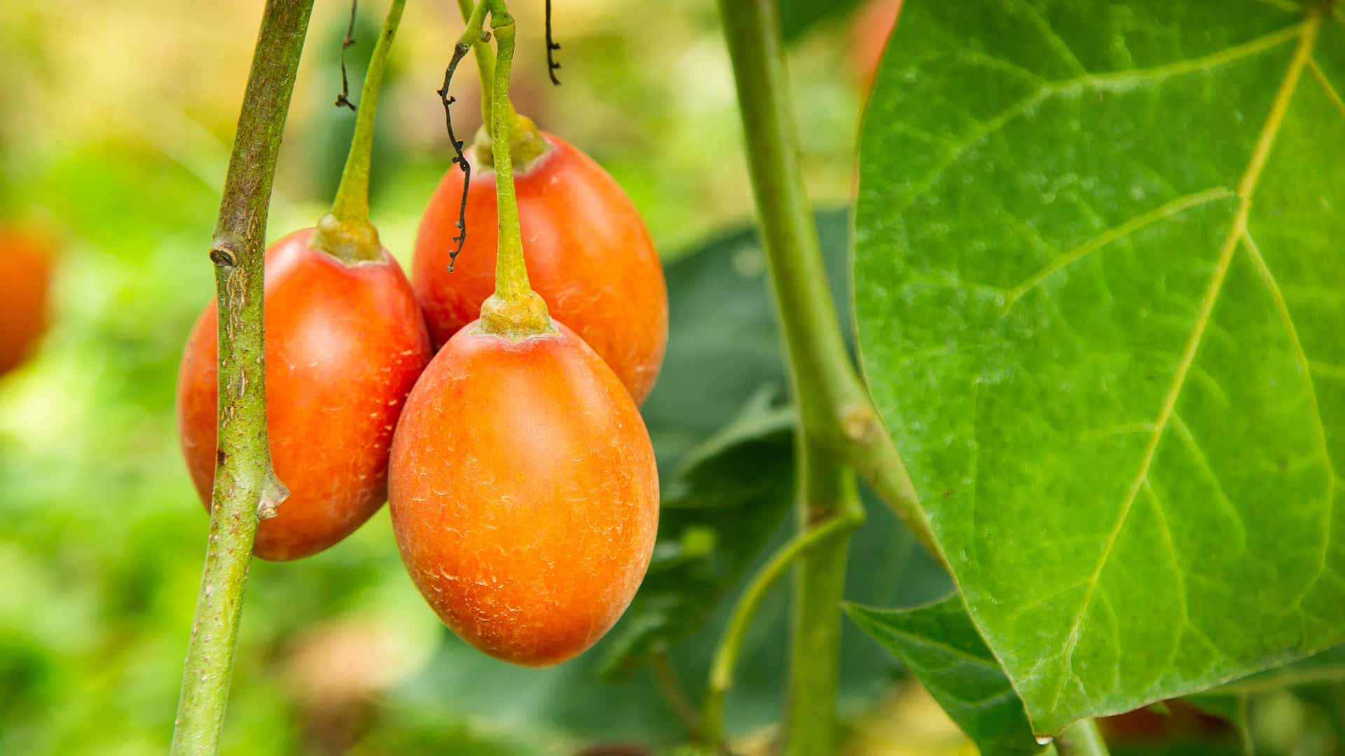 6 Benefits Of The Tamarillo 6-benefits-of-the-tamarillo