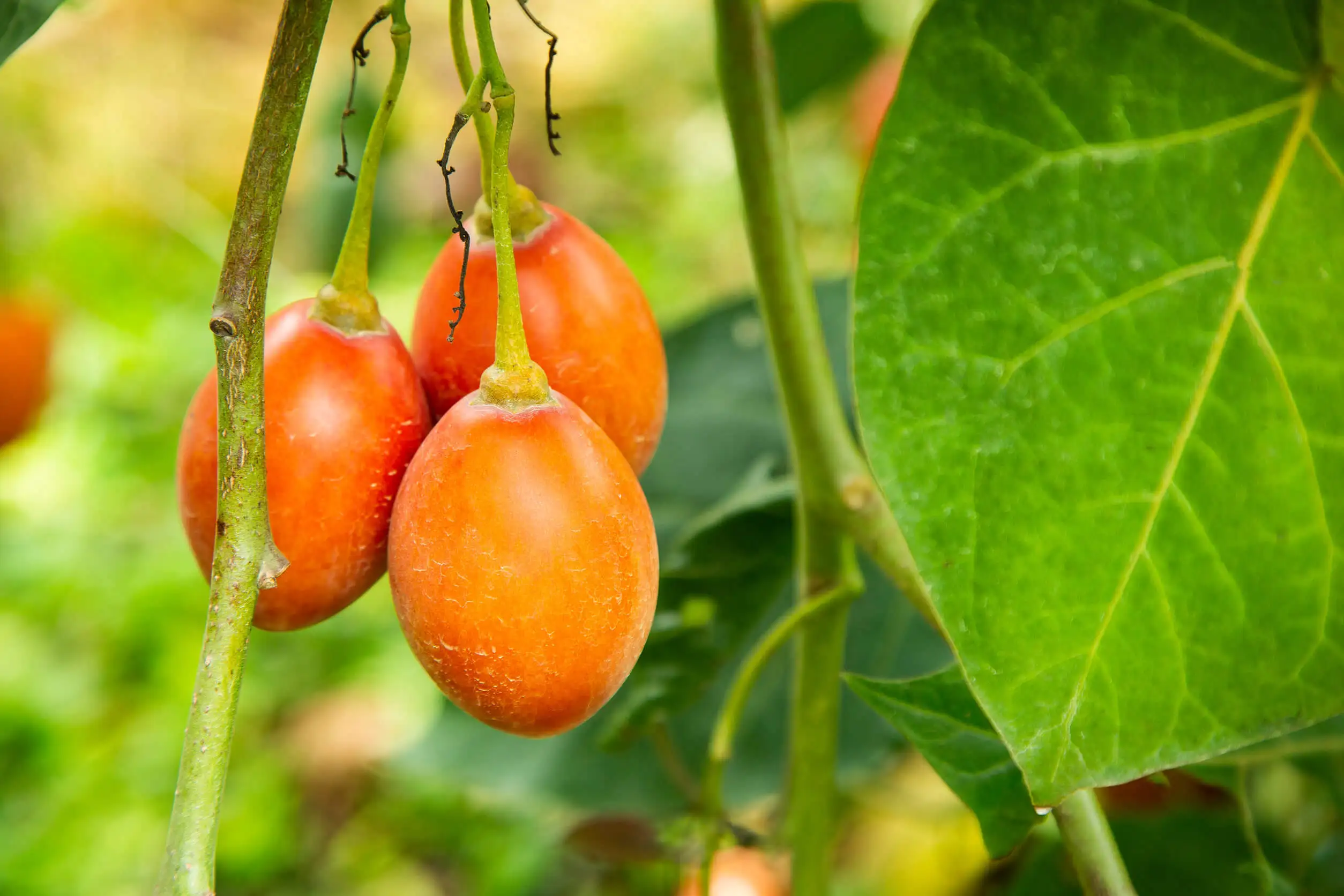 Sembrar tomate para la primavera.