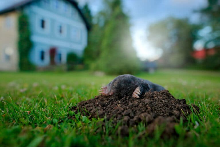 5 consejos para ahuyentar los topos del jardín
