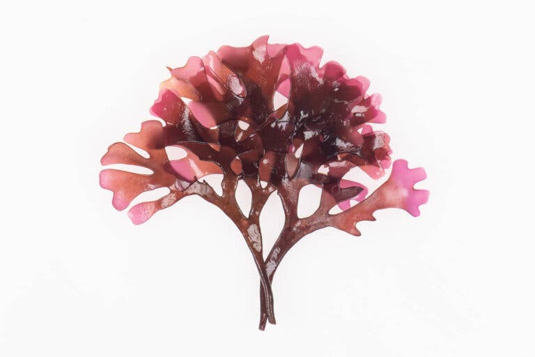 Alga dulse: características, usos y preparación