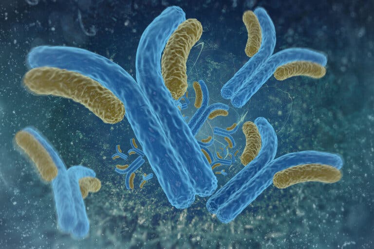 Gammapatías monoclonales: ¿qué son?