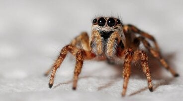 ¿Qué hacer si me pica una araña? Cómo identificar y actuar rápidamente