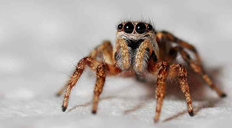 El veneno de una araña ayudaría a reducir el daño cerebral