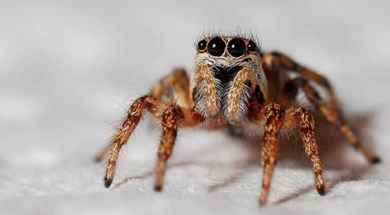 Aracnofobia, el miedo irracional a las arañas