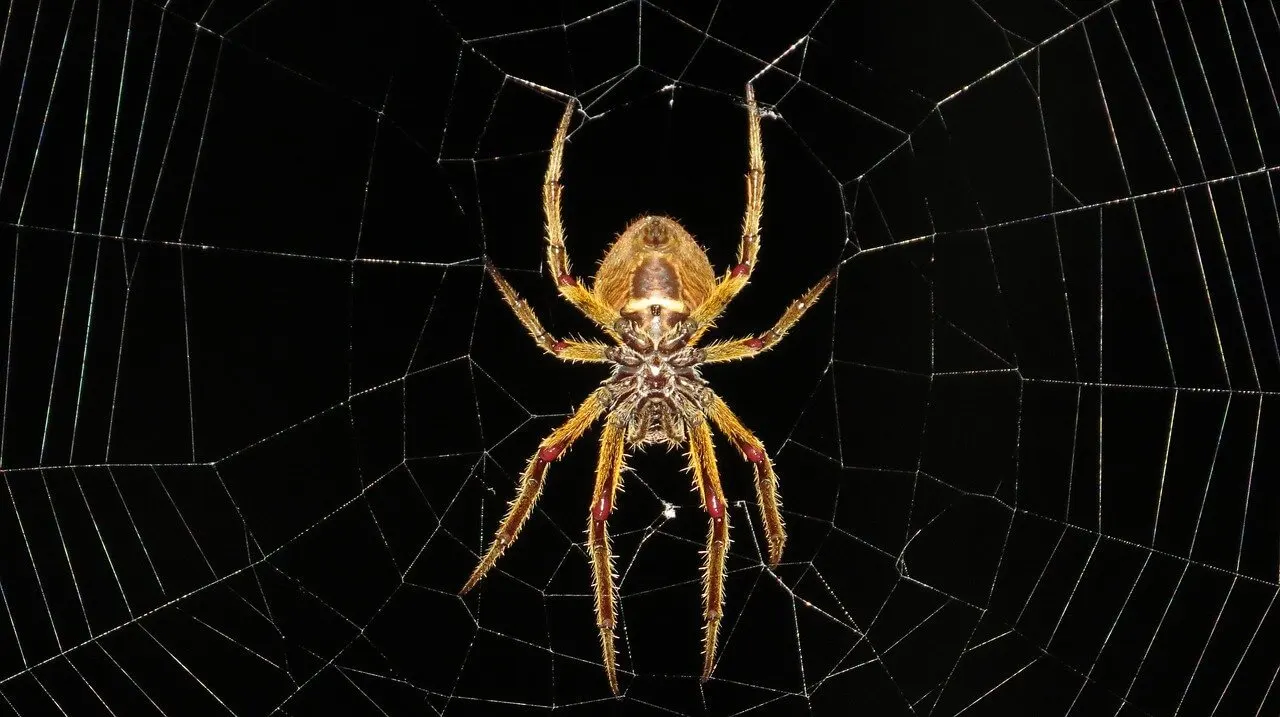 Araña en la telaraña.