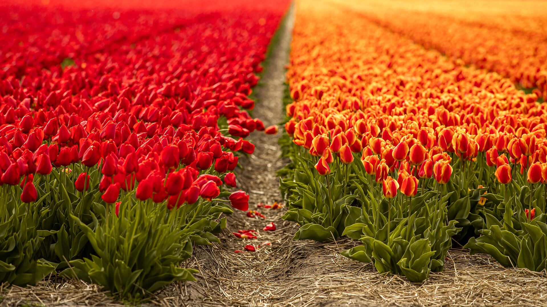 Hacer cosas sola en los Campos de Tulipanes