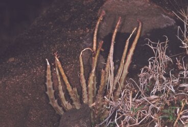 ¿La Caralluma fimbriata funciona para bajar de peso?