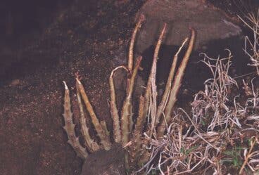 ¿La Caralluma fimbriata funciona para bajar de peso?