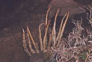 ¿La Caralluma fimbriata funciona para bajar de peso?