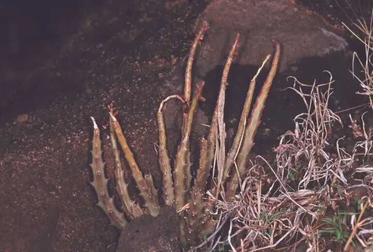 ¿La Caralluma fimbriata funciona para bajar de peso?