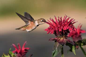16 mejores plantas para atraer colibríes a tu jardín