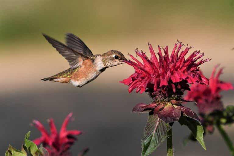 16 mejores plantas para atraer colibríes a tu jardín