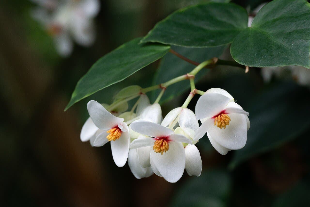 Begonia